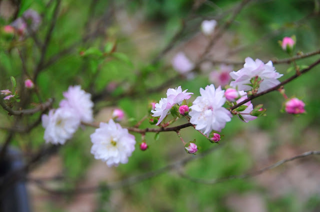sakura jardim japonês