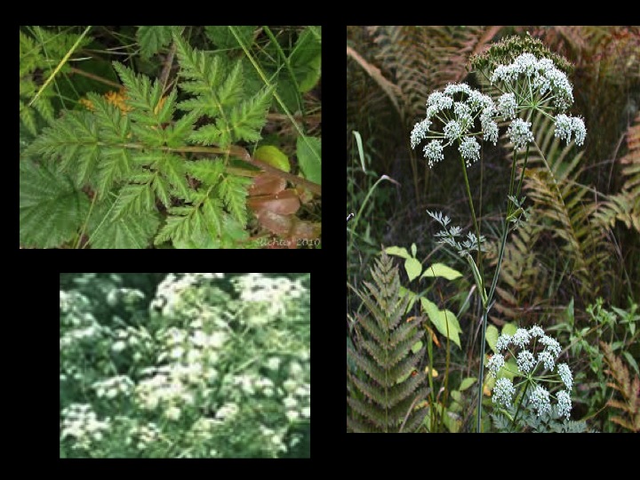 Denae's Blog Edible foods and medical plants of the boreal forest