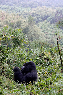 wild gorillas gorilla he