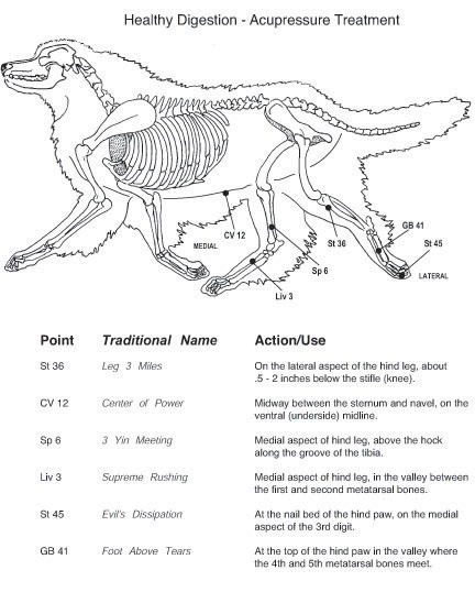 Canine Acupressure Points Chart