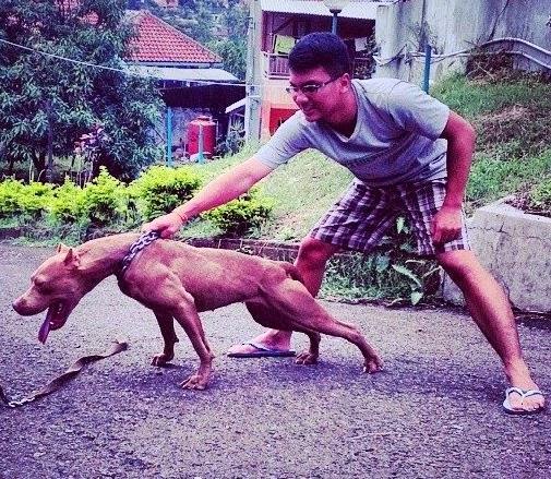 Manfaat Kupir Pada Anjing Drh Fira Sovica