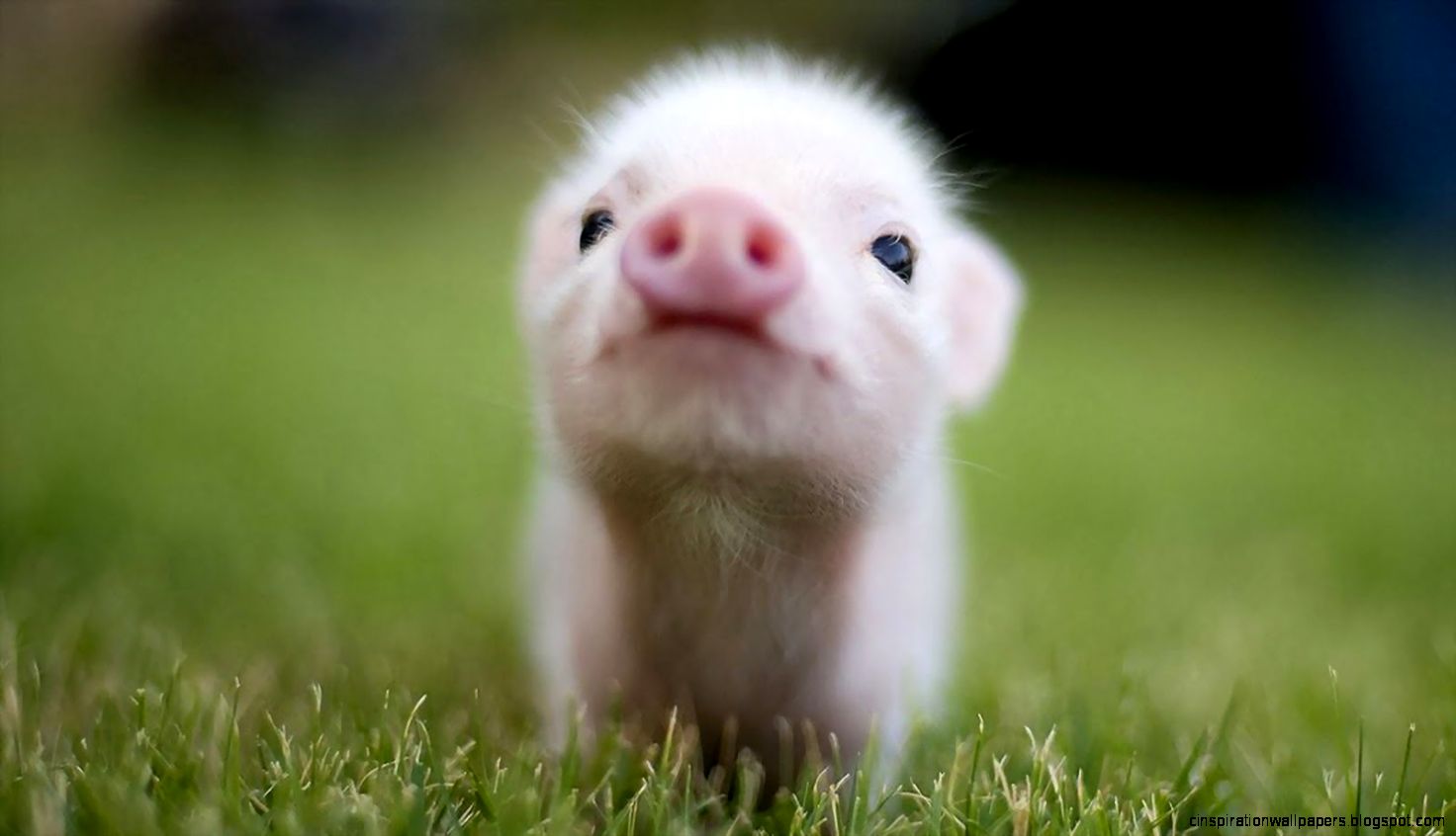 Cute Baby Teacup Pigs Cute Baby Teacup Pigs