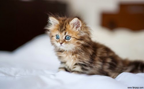 Afficher l'image d'origine