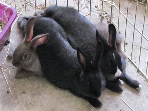Petco+bunnies