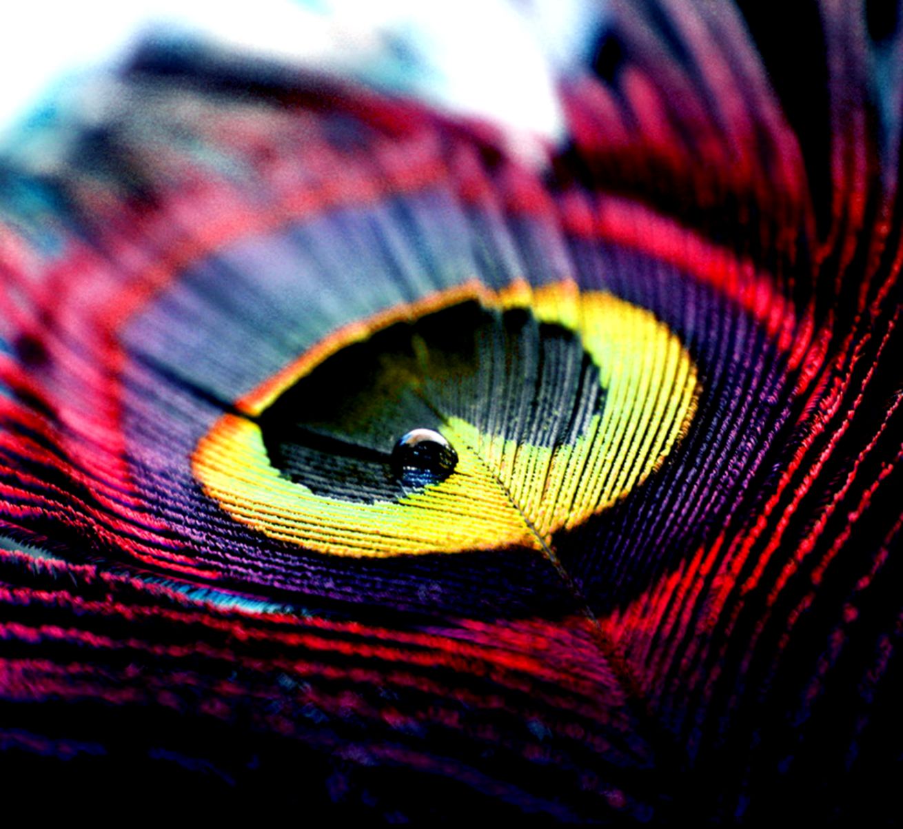 peacock feather images peacock feather images