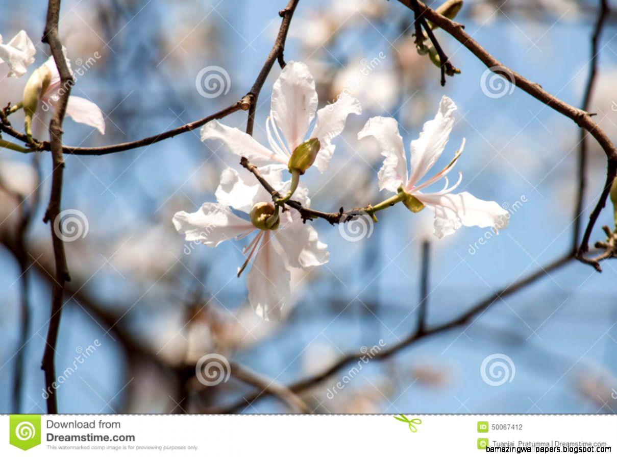 White Orchid Tree Purple Bauhinia White Bauhinia Stock Photo White Orchid Tree Purple Bauhinia White Bauhinia Stock Photo