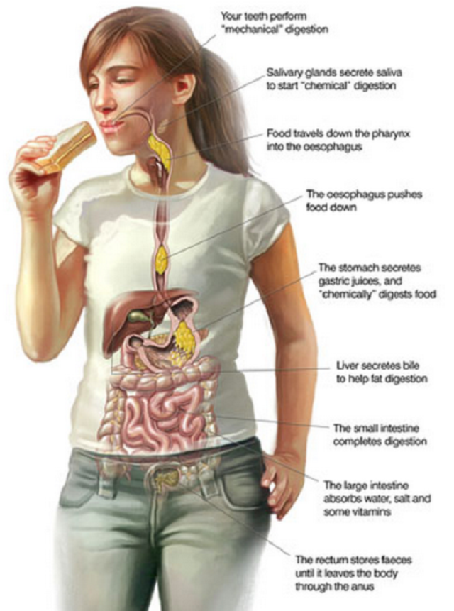 Essay on the person i like the most is my mother picture