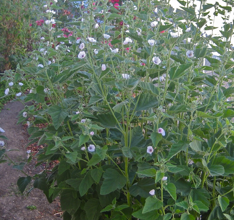 Herbadelic Marshmallows don't grow on trees....