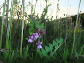 Bush Vetch