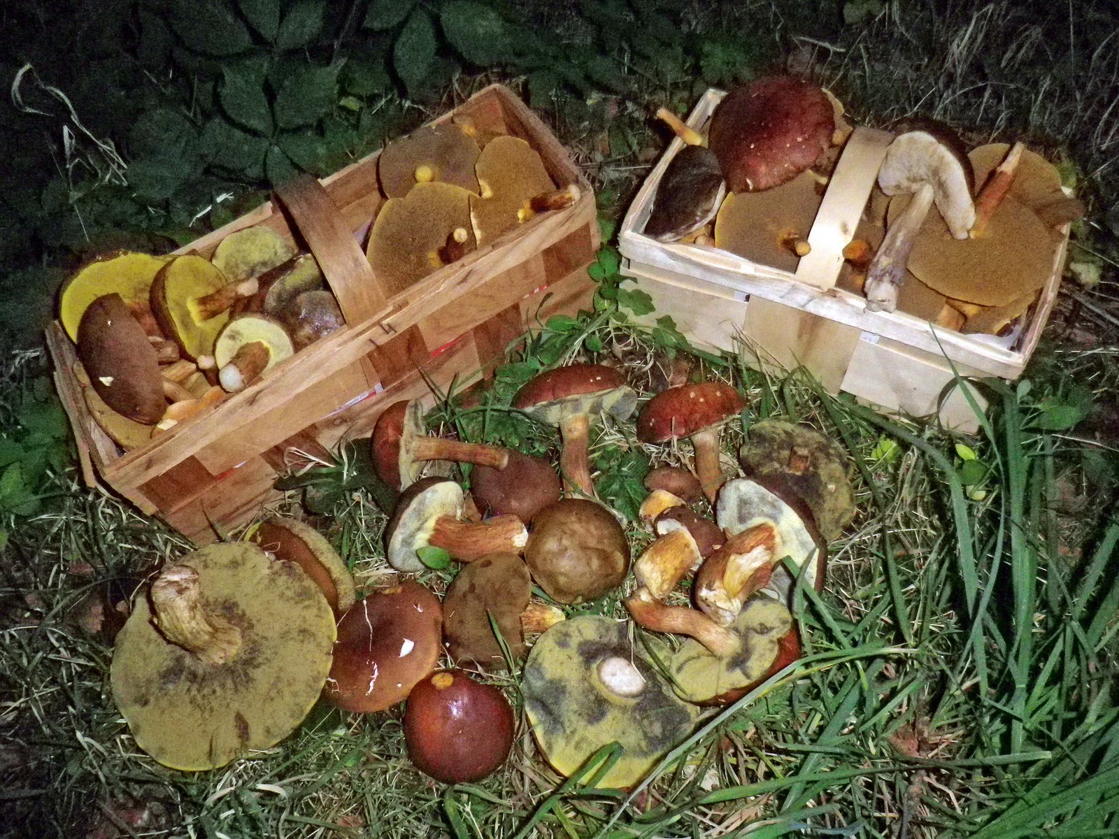 Pilze Sammeln und Pilze Bestimmen Blog Pilze sammeln in Hamburg