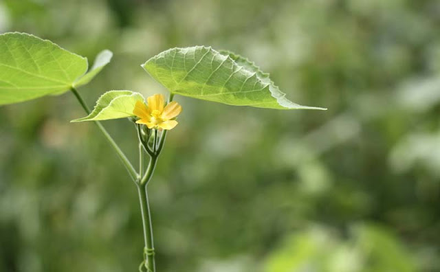 Indian Mallow Flowers