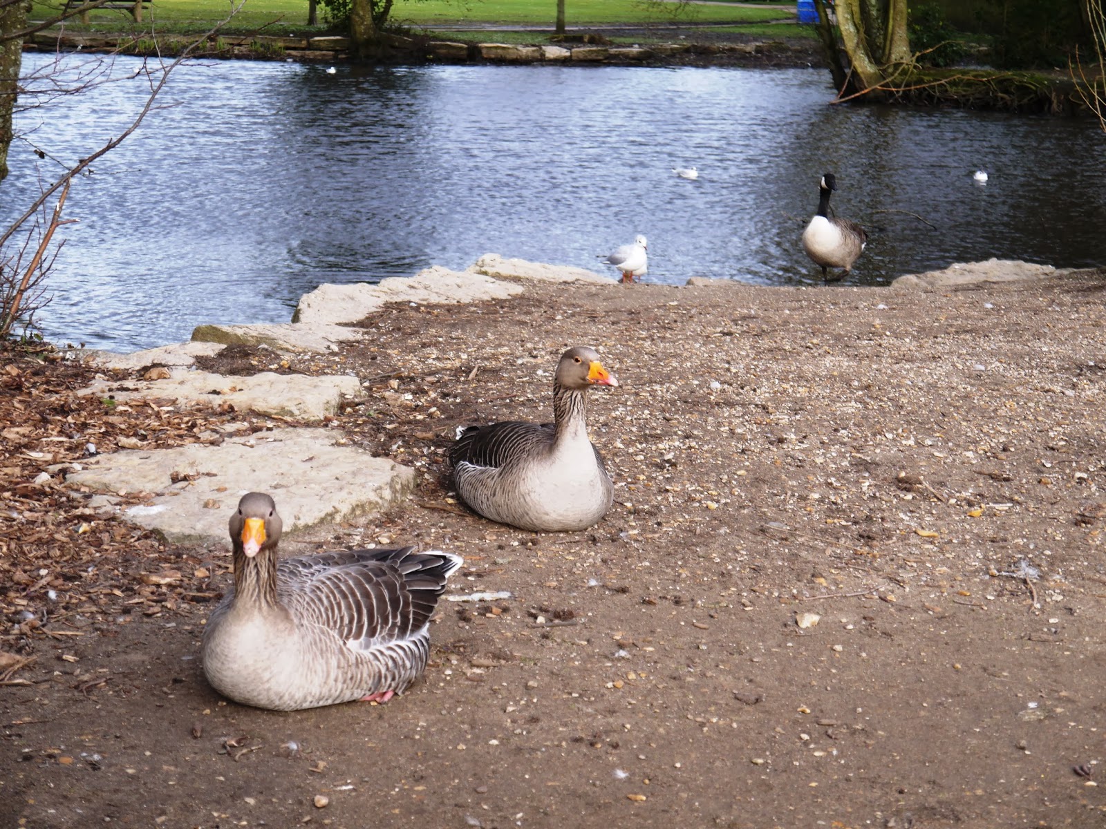 duck in a dress A Duck Day Out at the Poole