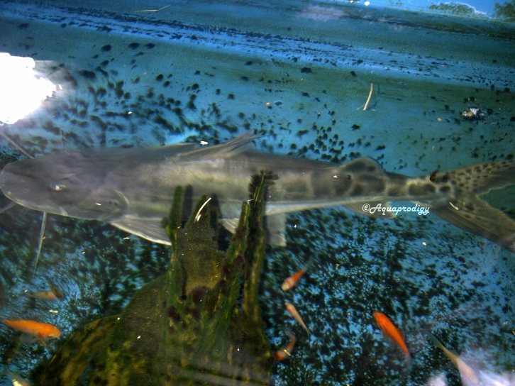 AQUA PRODIGY Piraiba Catfish 45cm