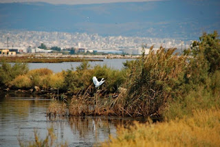 Θεσσαλονίκη: Στα ταξιδιάρικα πουλιά αφιερωμένη η φετινή Ευρωπαϊκή Γιορτή πουλιών