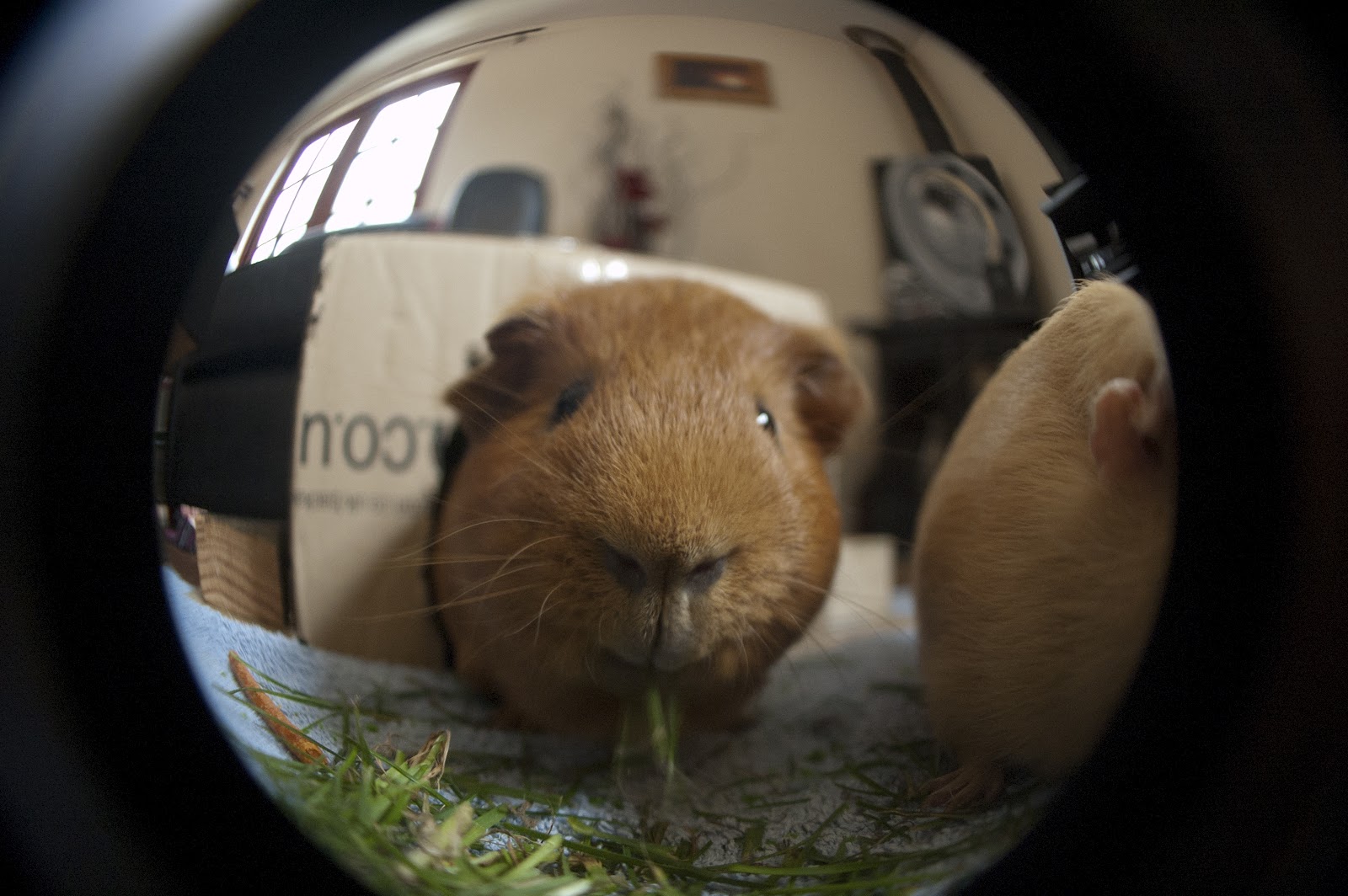 Photobrook Photography Cutest guinea pig pictures