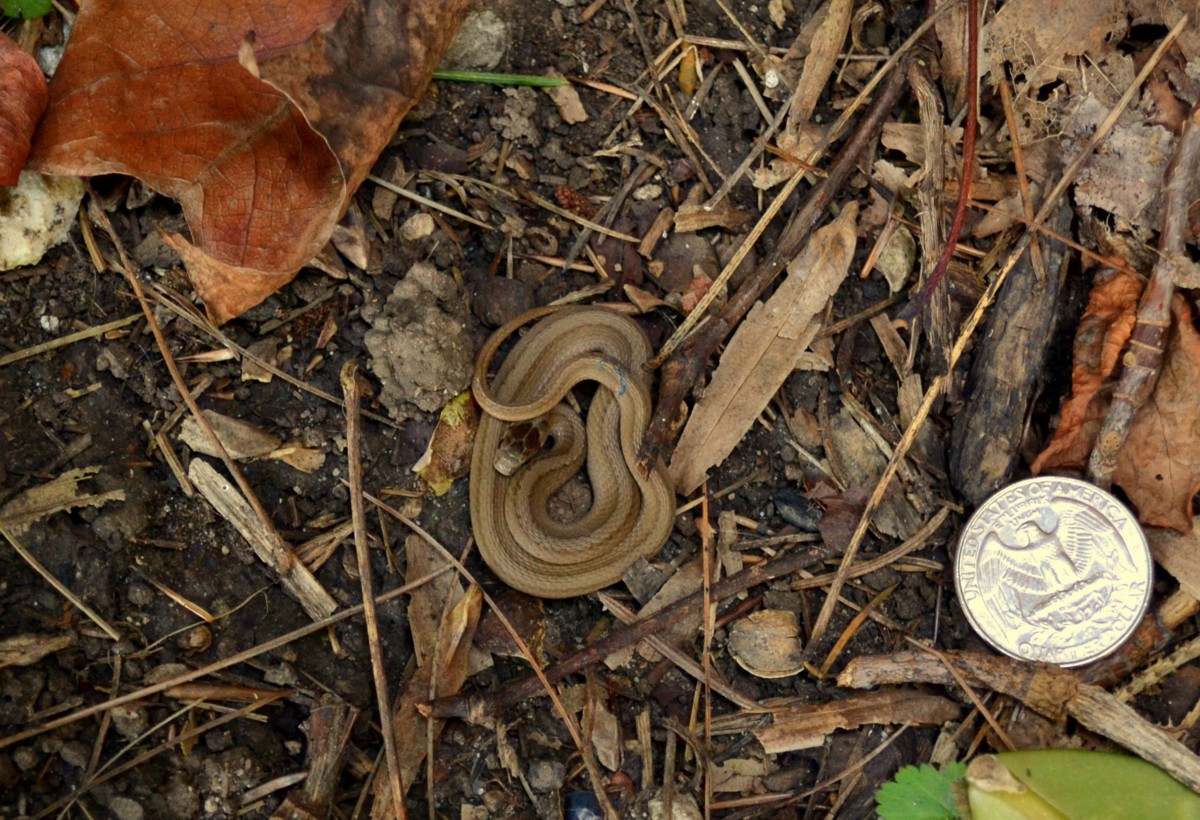 Woods Walks and Wildlife Two Snakes