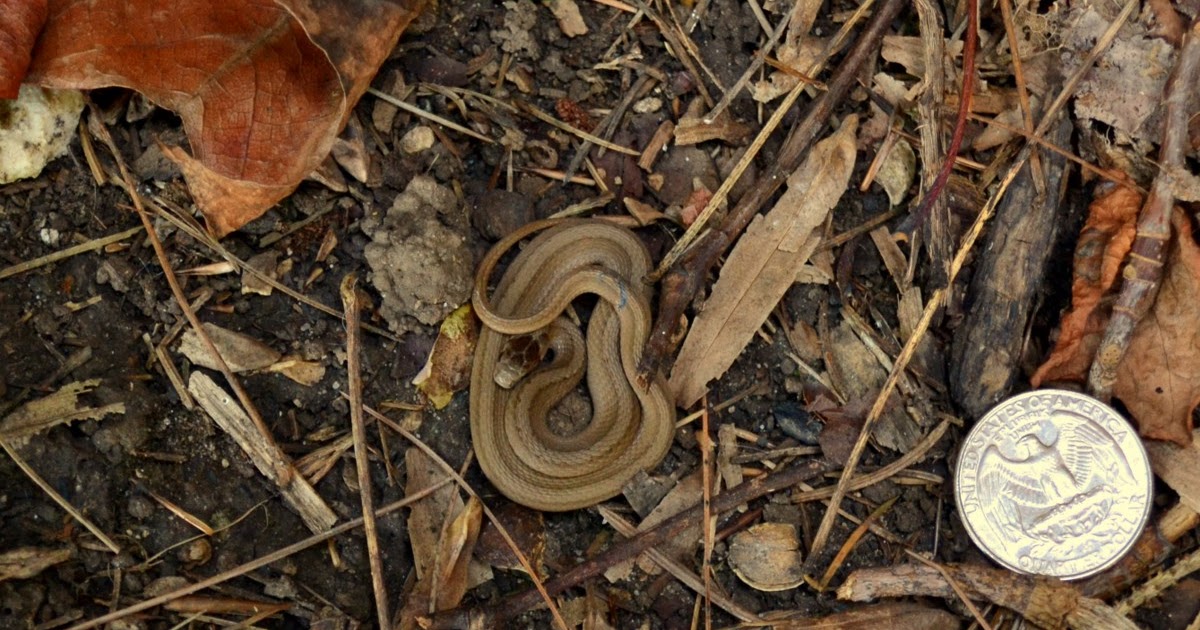 Woods Walks and Wildlife Two Snakes
