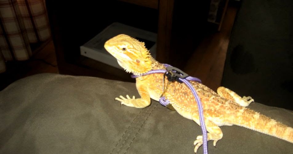 bearded-dragon-hydration.jpg