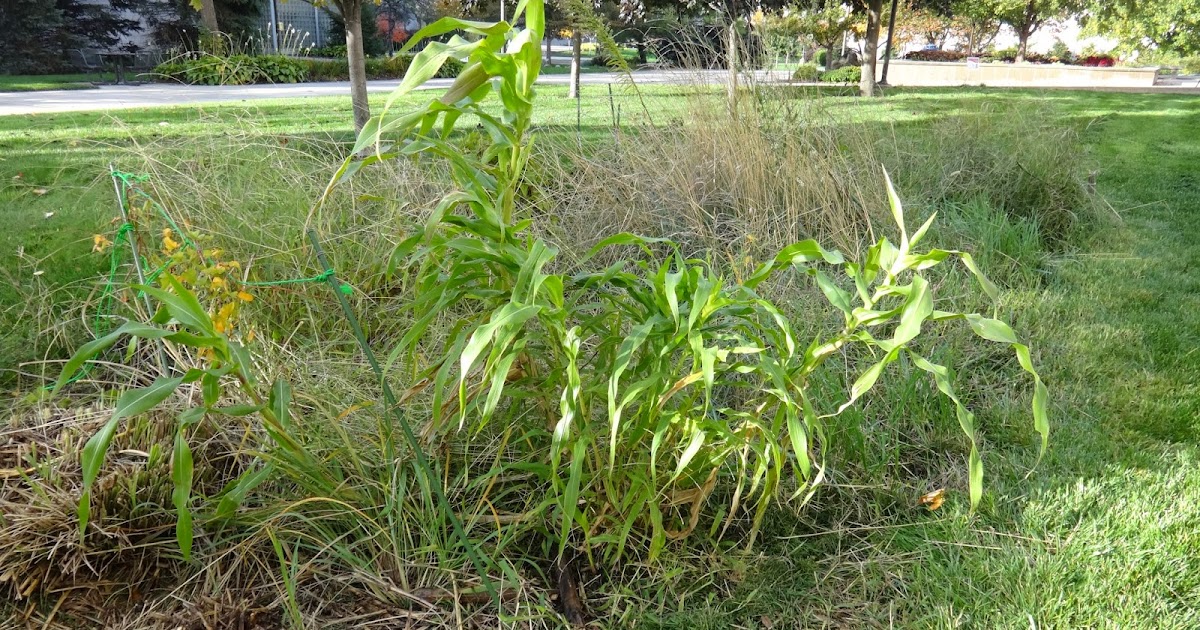 The Perennial Agriculturalist zea diploperennis