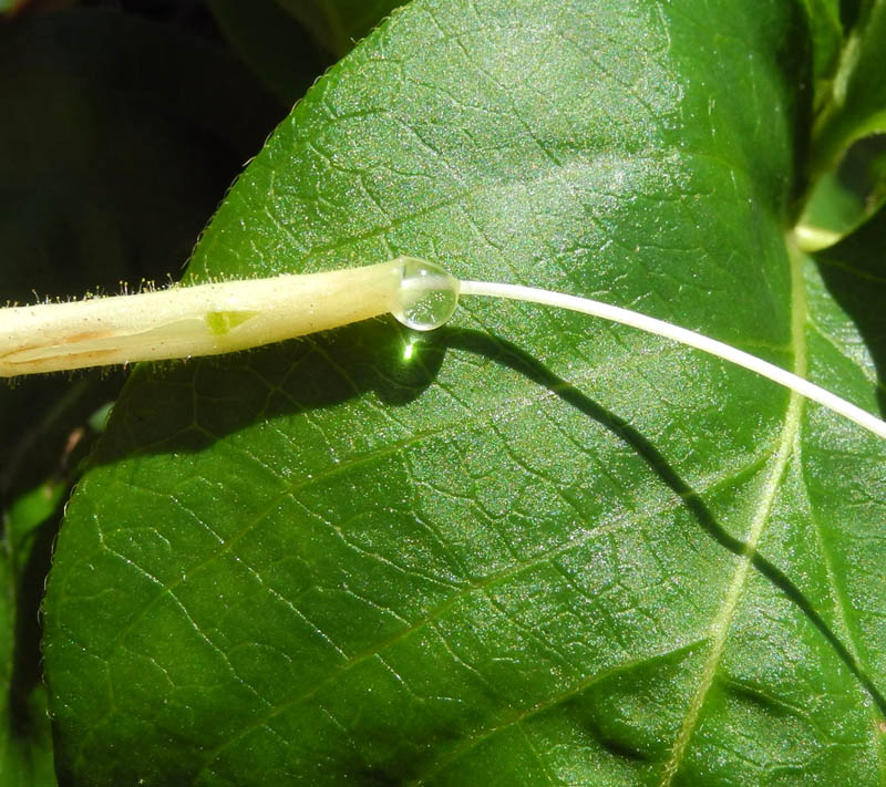 Studio and Garden My Madeleine Honeysuckle at the Jersey Shore