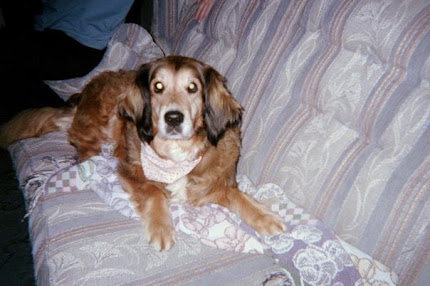My Crazee World of Dogs and Writing