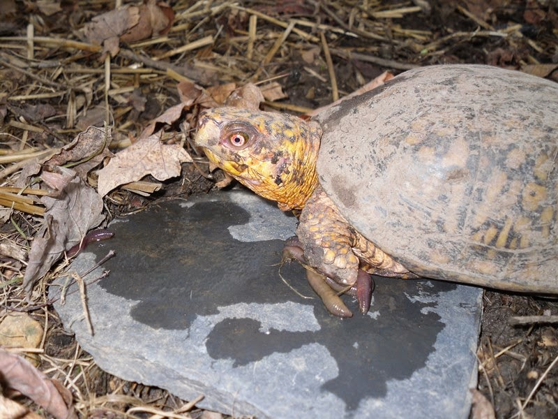 The Redneck Homestead Family Box turtle out of hibernation!