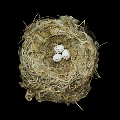 [Image: bird-nests-sharon-beals-22.jpg]