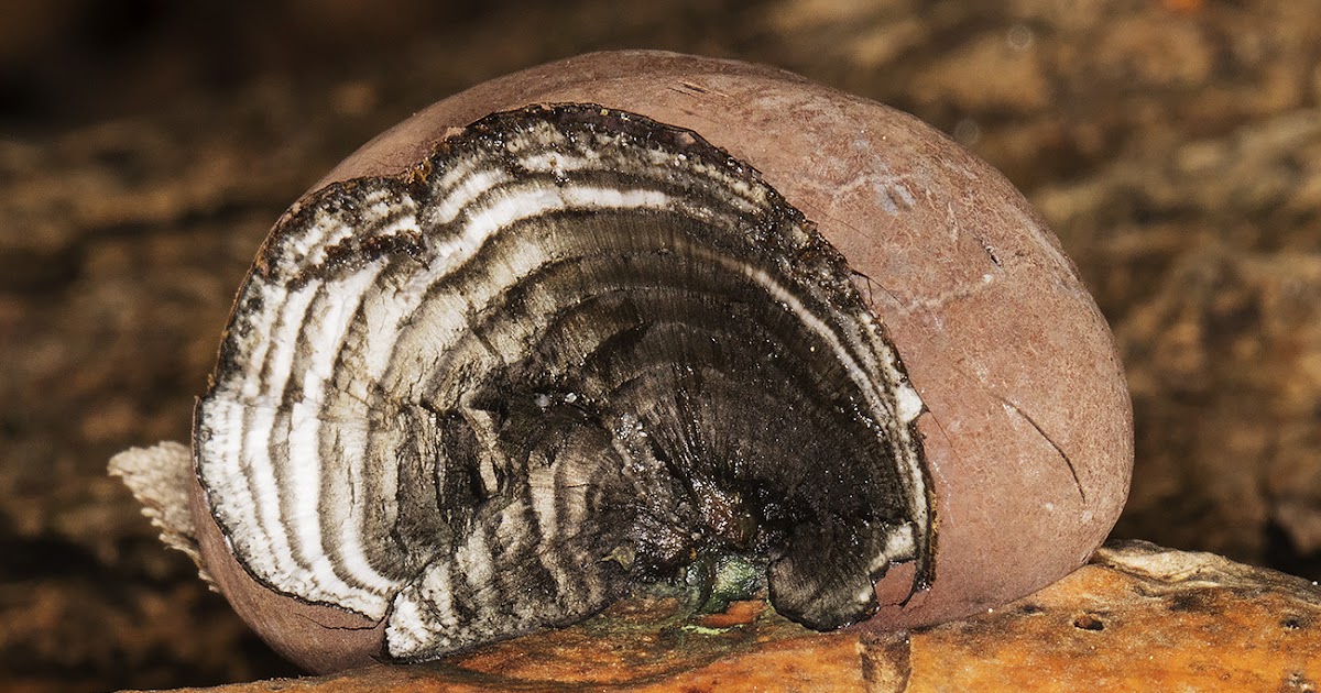 What Does a Fungus Look Like? Naturally