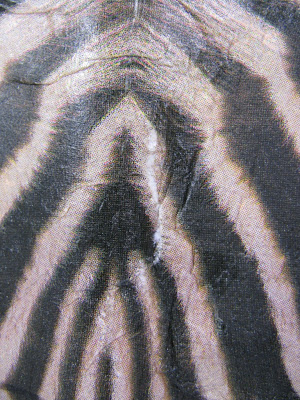 Zebra T3
