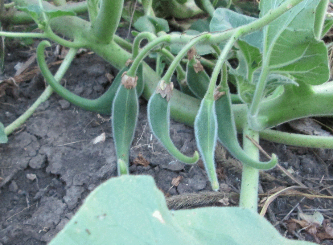 devil's-claw-seed-pod-7-21-14.gif