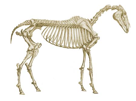 October 2012 - veterinary online October 2012 - veterinary online