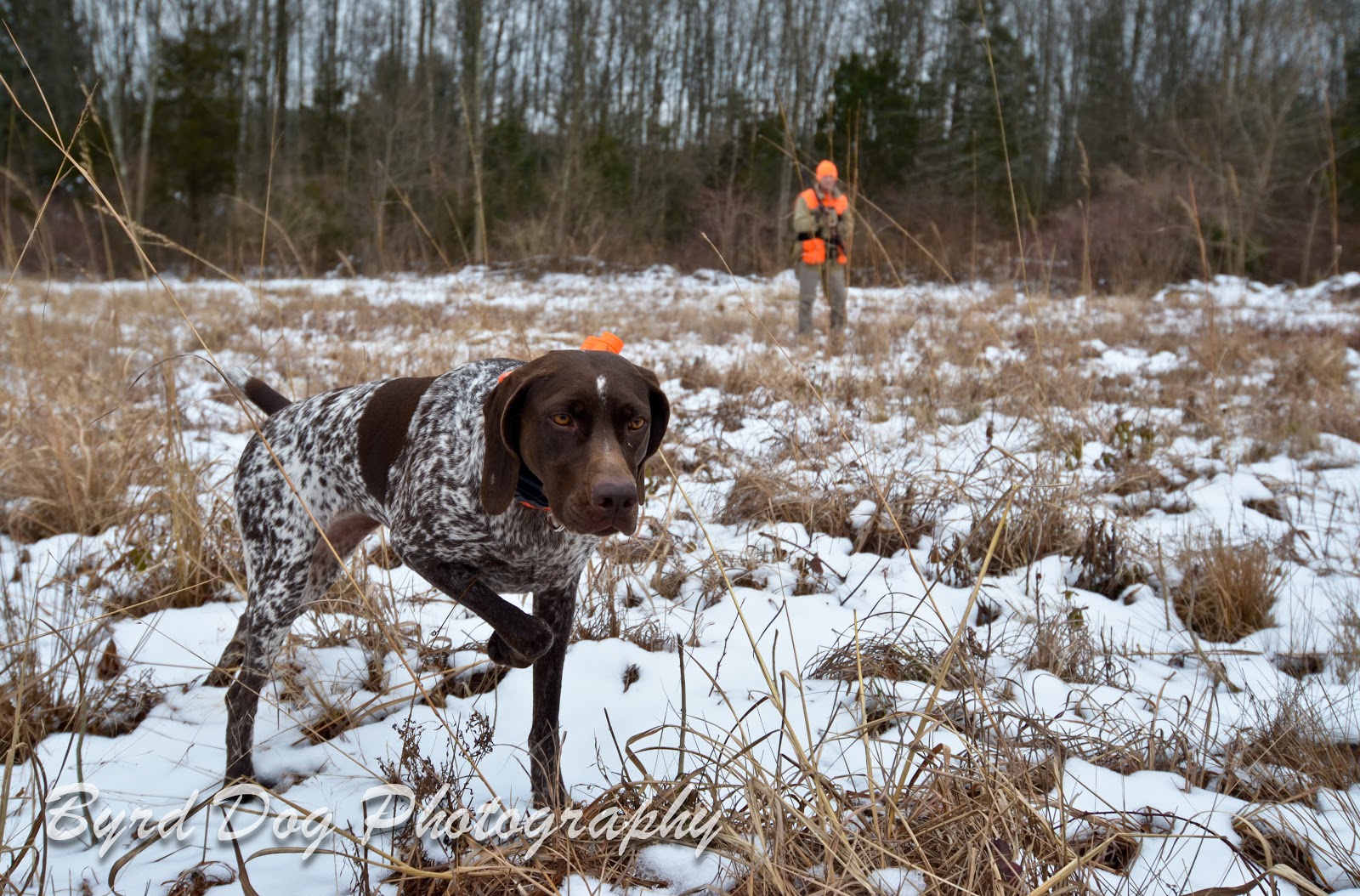 what was the first hunting dog