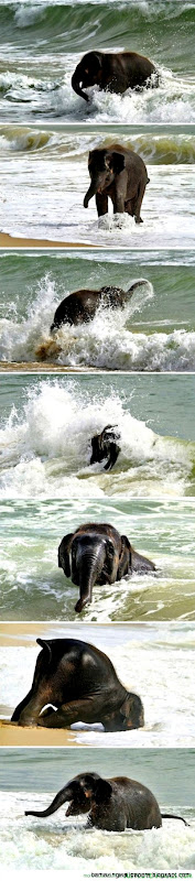 Elephants Just Cute Animals Part 8 Elephants Just Cute Animals Part 8