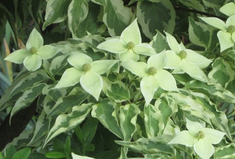 Kousa+dogwood+leaves+curling