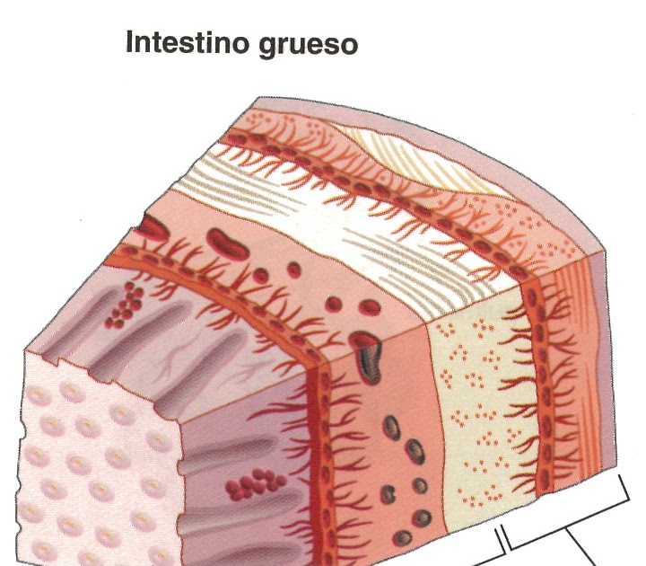 Blog del tema 6 de Patricia Romero Jiménez: ART9:La pared del intestino