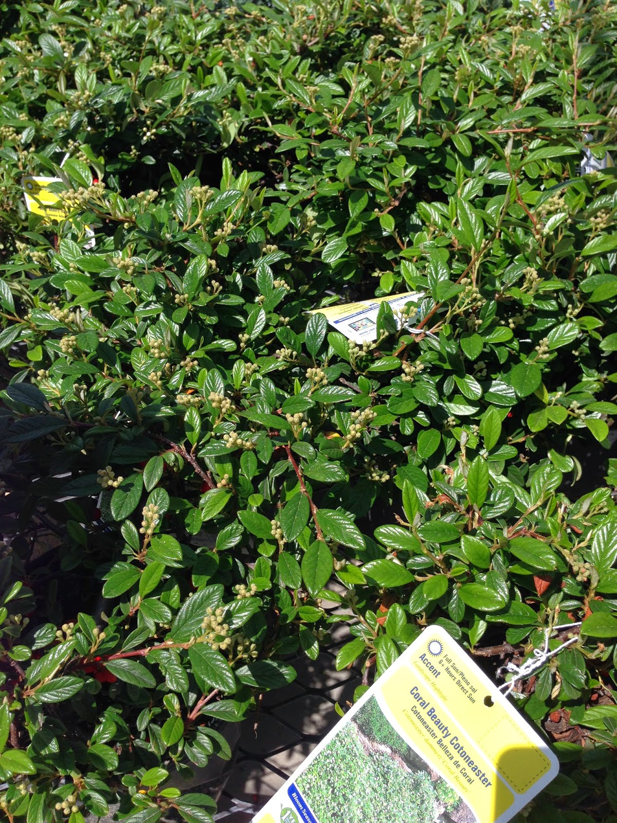 Stoked4life Blog C Frozen Spider Webs