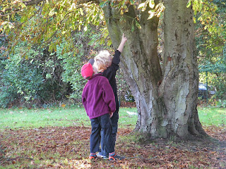 chasing a squirrel up a conker tree