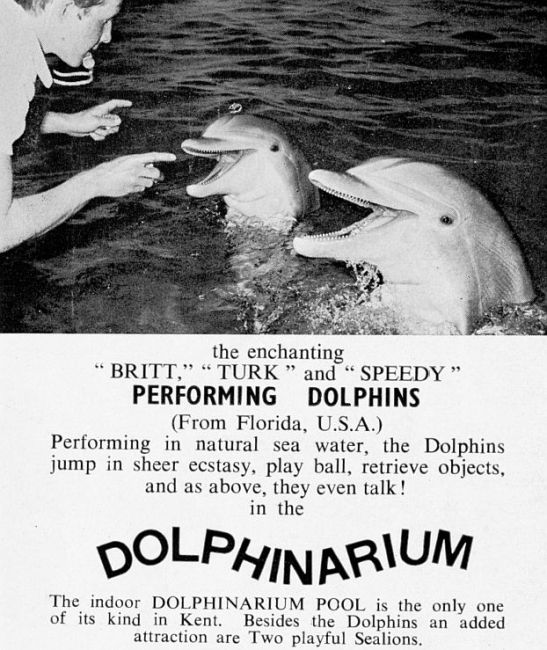 Uk Dolphinaria Queen S Motel Dolphinarium Margate 1969