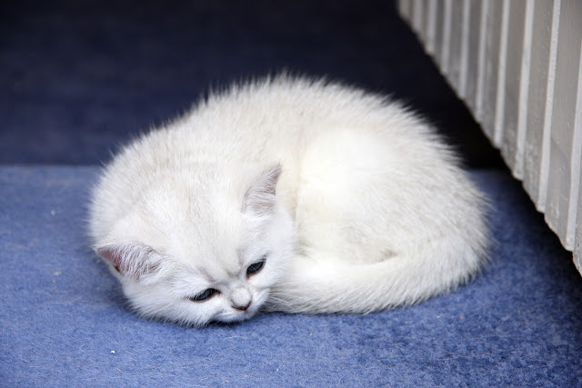 صور قطط - Cat Pictures صور قطط - Cat Pictures