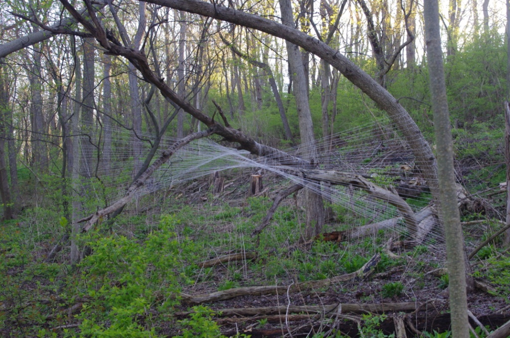 Someday I'll be Dr. Dre This tree smells like poop, and other signs of