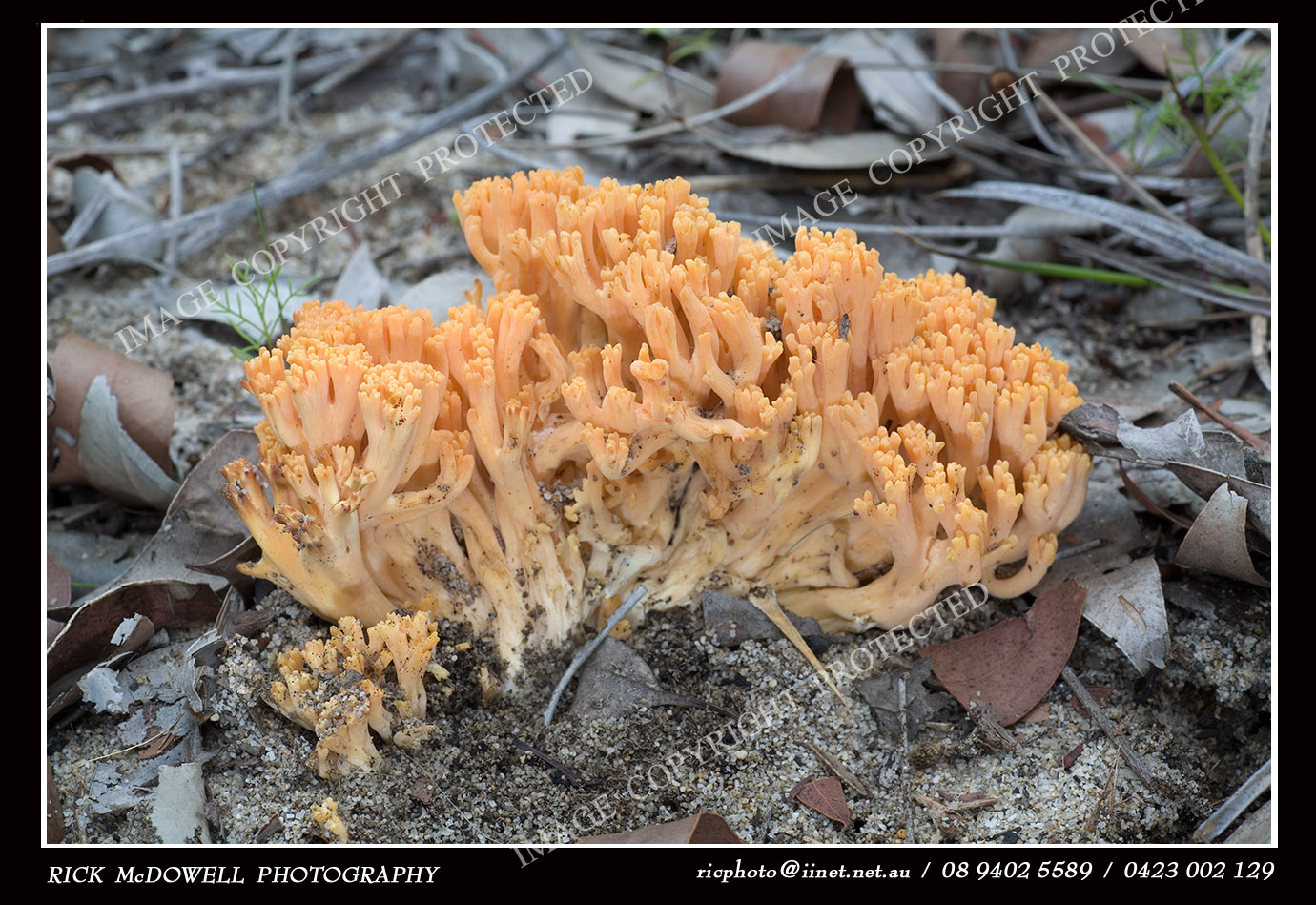 Richard McDowell Photography & Journalism Western Australian fungi