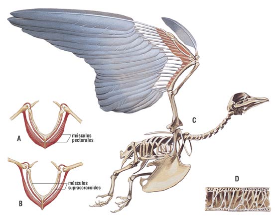 Mis amigas las palomas: Esquemas anatomía de las palomas