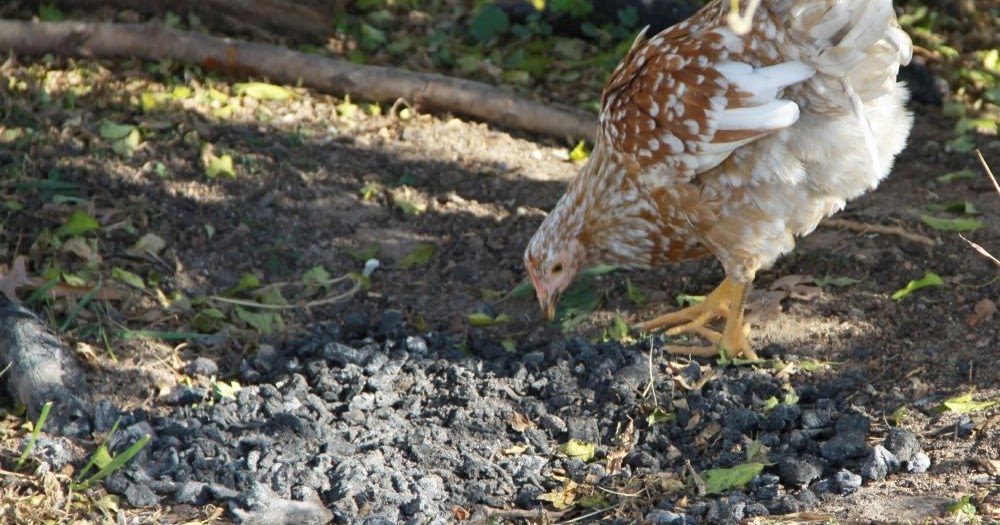 Natural Way To Rid Chickens Of Lice And Mites Natural Way To Rid Chickens Of Lice And Mites