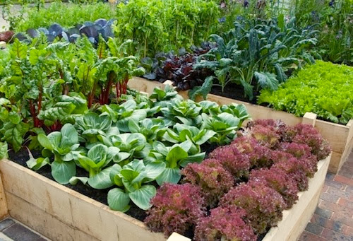 Backyard Vegetable Garden Ideas a greenhouse is a great tool in a vegetable garden if you have the room for Backyard Garden Ideas Vegetables Photograph Vegetable Ga Backyard Vegetable Garden Ideas creative designs backyard vegetable garden modern design backyard vegetable garden astoria oregon usa stock photo Backyard Garden Ideas Vegetables Photograph Vegetable Ga