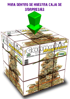 cannabis magazine