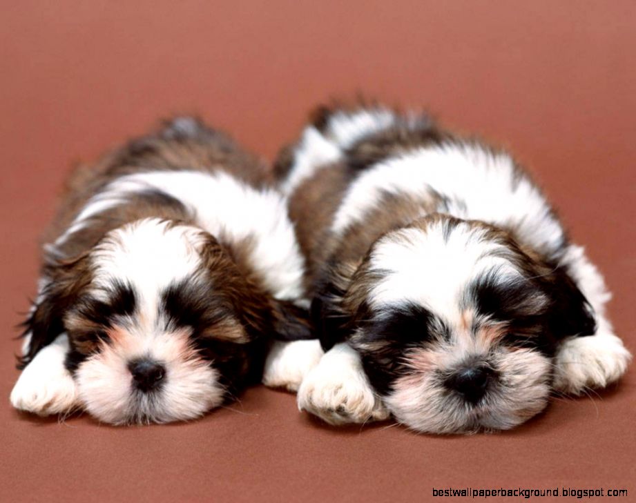 Shih Tzu Galaxy Wallpaper Animal Planet HD Shih Tzu Galaxy Wallpaper Animal Planet HD