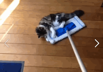[Image: funny-cat-gifs-066-003.gif]