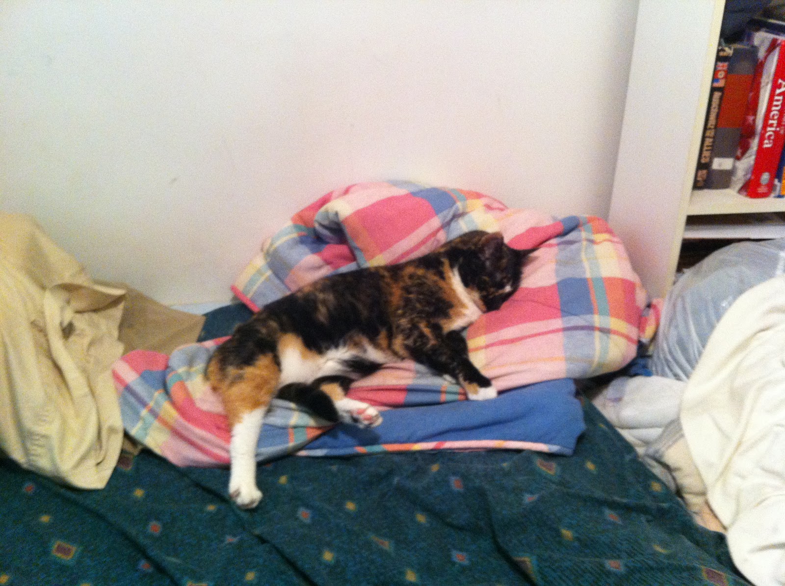 WAHblog I Kidnapped My Cat (A Memoir of Taking My Cat to the Vet) by