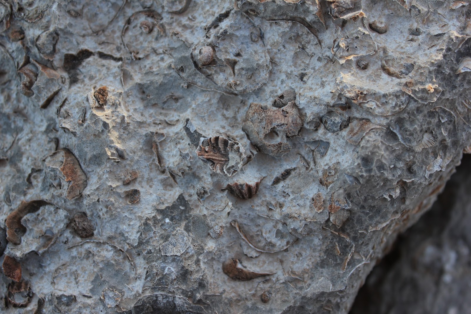 The happy anachronism a fishing blog Guadalupe Mountains National