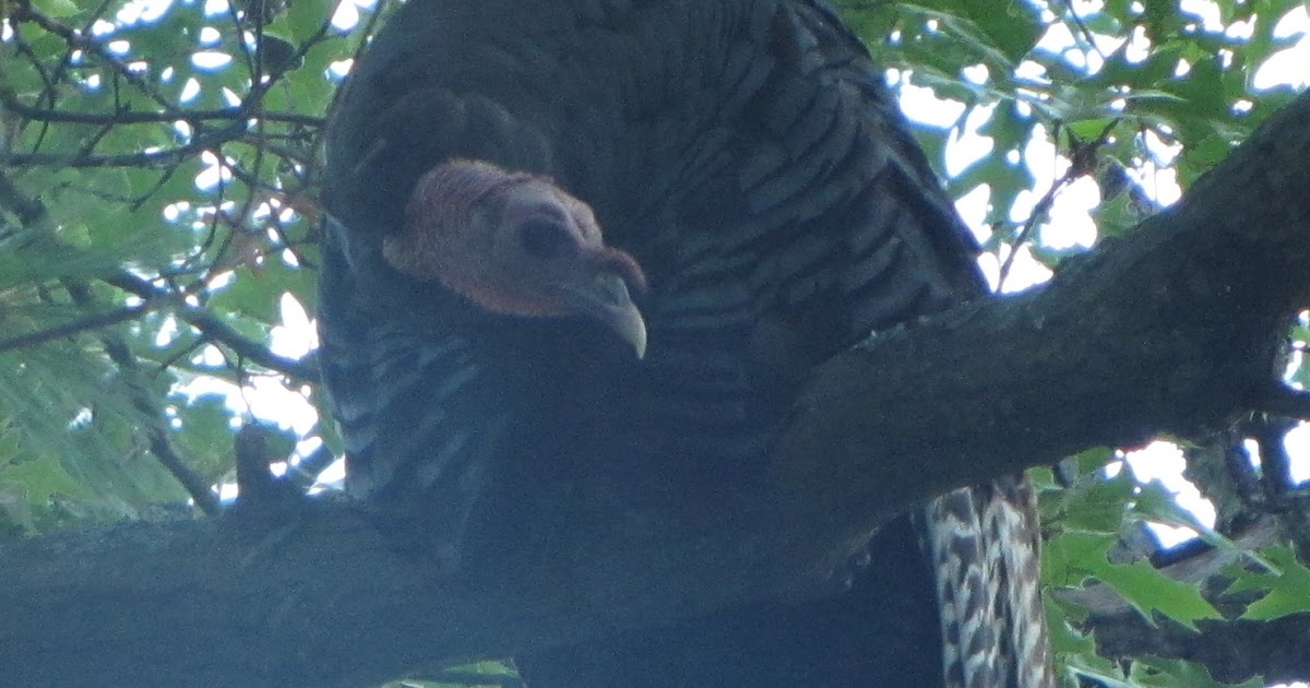 Circling the Smiling Pond Wild Turkey roosting in our tree